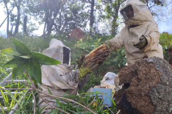 Retirada Segura de Enxame de Abelhas na Rua Santa Catarina